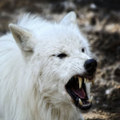 wolves