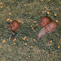 Kicking Dandelions